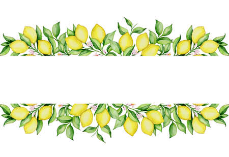 Hand drawn watercolor horizontal banner with lemons and green leaves on a white backgroundの写真素材