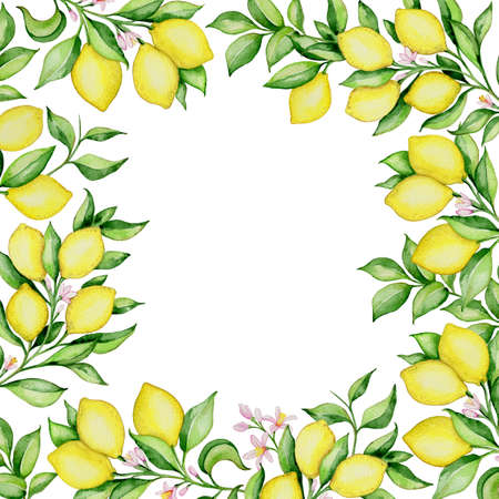 Hand drawn watercolor floral frame with lemons and green leaves on a white backgroundの写真素材