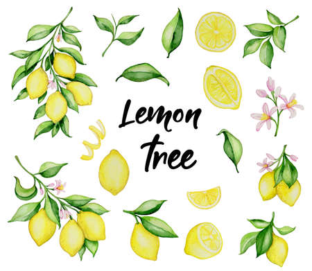 Set of hand drawn watercolor lemons and green leaves on a white backgroundの写真素材