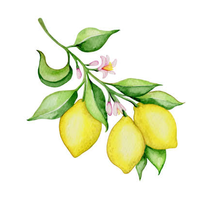 Hand drawn vector watercolor lemons and green leaves on a white backgroundのイラスト素材