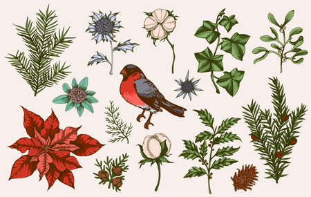 Set of winter evergreen plants, flowers and bullfinch bird. Decorative vintage elements for Christmas and new year design. Hand drawn illustration.のイラスト素材