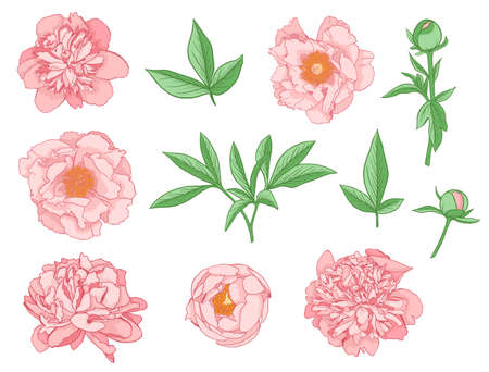 Set of pink peony flowers on a white background. Hand drawn vector botanical illustration.のイラスト素材