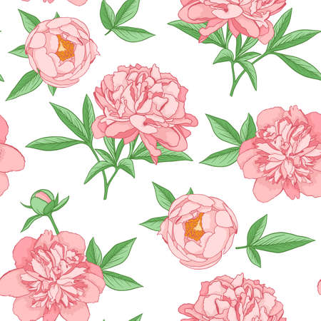 Seamless pattern with pink peony flowers on a white background. Hand drawn vector illustration. Decorative floral backgroundのイラスト素材