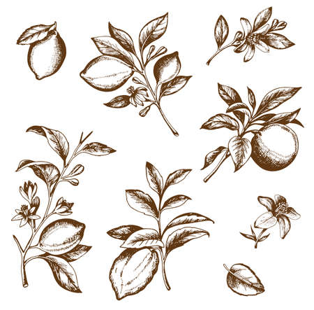 Vintage hand drawn citrus fruit branch. Vector illustration.のイラスト素材