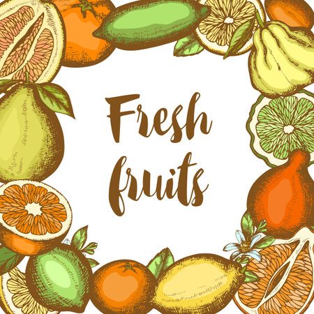 Vintage hand drawn frame with citrus fruits on a white background. Vector illustration.のイラスト素材