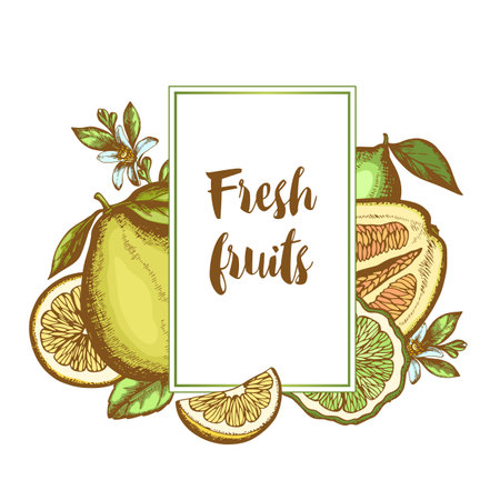 Vintage hand drawn label with citrus fruits on a white background. Vector illustration.のイラスト素材