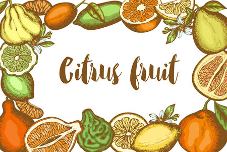 Vintage hand drawn frame with citrus fruits on a white background. Vector illustration.のイラスト素材