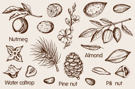 Set of vintage hand drawn nuts. Almond, nutmeg, pili and pine nuts. Vector illustrations.のイラスト素材