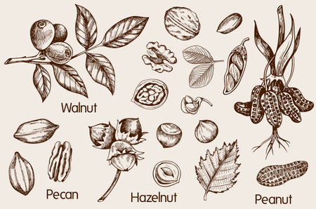 Set of vintage hand drawn nuts. Walnut, pecan, peanuts and hazelnut. Vector illustrations.のイラスト素材