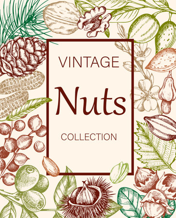 Vintage background with various nuts. Banner with almond, walnut, hazelnut, peanut and chestnut. Hand drawn illustrationのイラスト素材
