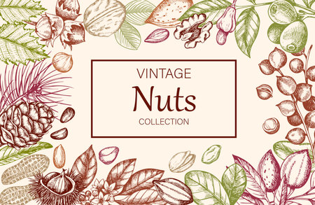 Vintage horizontal background with various nuts. Banner with almond, walnut, hazelnut, peanut and chestnut. Hand drawn illustrationのイラスト素材