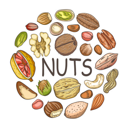 Background with various nuts. Banner with almond, walnut, hazelnut and chestnut. Hand drawn illustrationのイラスト素材