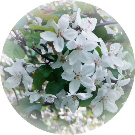 Photorealistic bird cherry blossoms in round shape