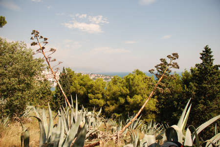 Beautiful image shot near Adriatic sea in Croatia, cactus and different other species of vegetationの写真素材