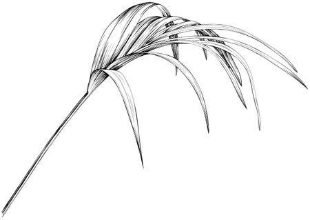Tropical leaf on a white background. Hand drawn illustration, monochrome.のイラスト素材