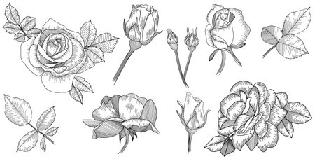 Set of hand drawn rose flowers. vector illustration. isolated on white background.のイラスト素材