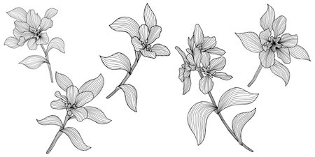 Vector Orchid floral botanical flowers. Wild spring leaf wildflower isolated. Black and white engraved ink art. Isolated orchid illustration element on white background.のイラスト素材
