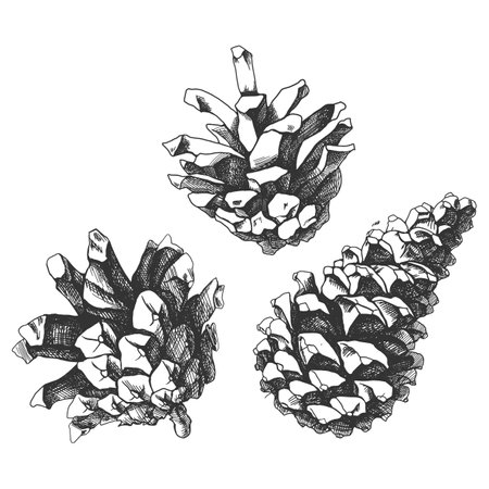 Hand drawn pine cones on white background. Vector illustration in sketch style.のイラスト素材