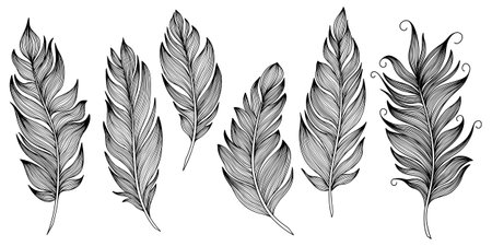 Feathers set. Black and white feathers. Vector illustration.のイラスト素材