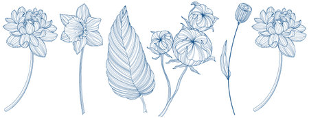 Set of hand drawn doodle flowers and leaves. Vector illustration.のイラスト素材