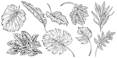 Vector Exotic tropical leaves. Black and white engraved ink art. Isolated leaf illustration element on white background.のイラスト素材