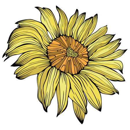 Beautiful hand drawn sunflower, sketch for your design. Vector illustrationのイラスト素材