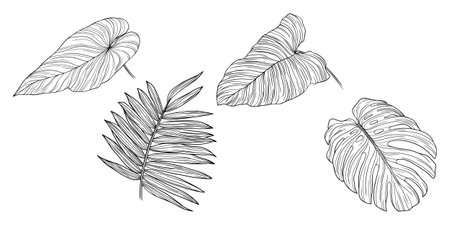 Vector Exotic tropical Hawaiian summer. Palm leaf jungle botanical. Black and white engraved ink art. Isolated leaf illustration element on white background.のイラスト素材