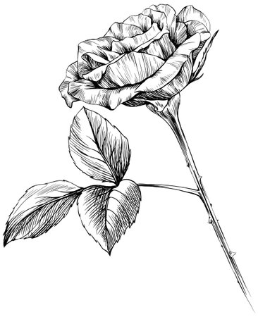 Vector Rose floral botanical flowers. Wild spring leaf wildflower isolated. Black and white engraved ink art. Isolated rose illustration element on white background.のイラスト素材