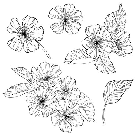 Pear flowers and leaves isolated on white. Hand drawn illustration.のイラスト素材