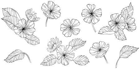 Pear flowers and leaves isolated on white. Hand drawn illustration.のイラスト素材