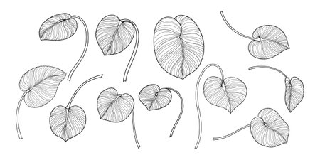 Set of black and white leaves isolated on white background. Vector illustration.のイラスト素材