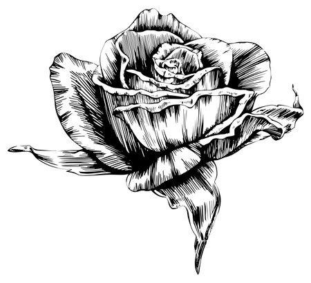 Vector Rose floral botanical flower. Wild spring leaf wildflower isolated. Black and white engraved ink art. Isolated rose illustration element on white background.のイラスト素材