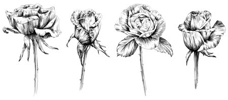 Hand drawn rose flower set. Black and white engraved ink art. Isolated rose illustration element on white background.のイラスト素材