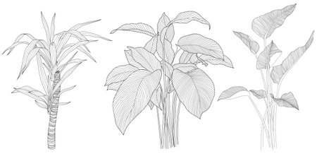 Leaves isolated on white collection. Tropical leaves set. Hand drawn abstract illustration.のイラスト素材