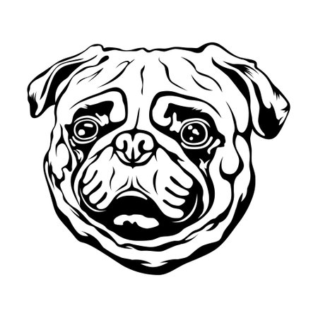 Portrait of a dog breed Pug. Vector illustration on white background.のイラスト素材