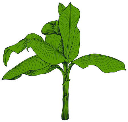 Banana plant illustration, isolated on white background. Hand drawn style.のイラスト素材