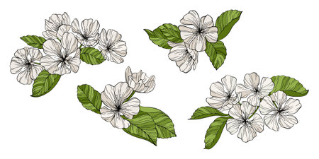 Set of flowers and leaves of apple tree. Hand drawn vector illustration.のイラスト素材