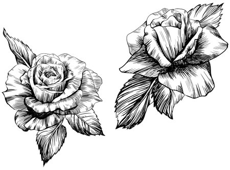 Vector Rose floral botanical flowers. Wild spring leaf wildflower isolated. Black and white engraved ink art. Isolated rose illustration element on white background.のイラスト素材