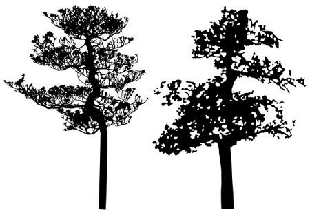 Vector silhouette of trees. Isolated eps 10.のイラスト素材
