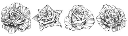 Set of hand drawn black and white rose flowers. Vector illustration.のイラスト素材