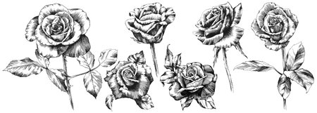 Rose flower isolated on white. hand drawn vintage illustration.のイラスト素材