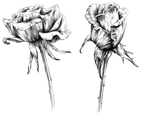 Set of black and white roses isolated on white background. Vector illustration.のイラスト素材