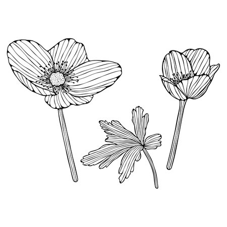 Set of hand drawn anemone flowers isolated on white background.のイラスト素材