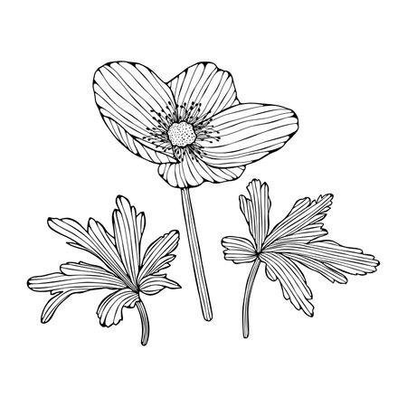 Hand drawn anemone flowers isolated on white background. Vector illustration.のイラスト素材