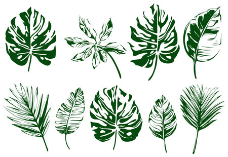 Abstract set of tropical leaves isolated on white background. Hand drawn illustration collection.のイラスト素材