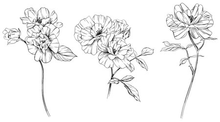 Vector Rose floral botanical flowers. Wild spring leaf wildflower isolated. Black and white engraved ink art. Isolated rose illustration element on white background.のイラスト素材