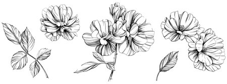 Vector Rose floral botanical flowers. Wild spring leaf wildflower isolated. Black and white engraved ink art. Isolated rose illustration element on white background.のイラスト素材