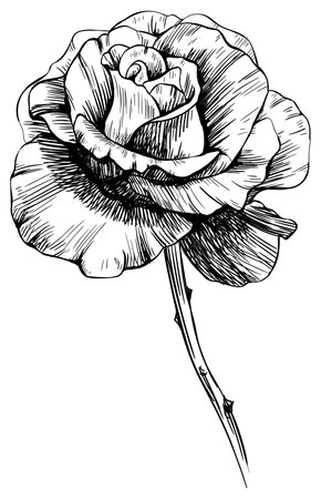 Rose floral botanical flowers. Wild spring leaf wildflower isolated. Black and white engraved ink art. Isolated rose illustration element on white background.のイラスト素材