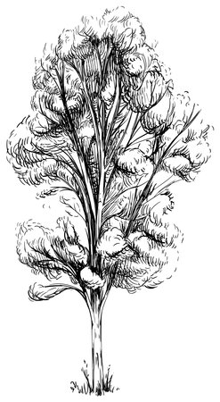 Hand drawn tree. Sketch illustration isolated on white background.のイラスト素材