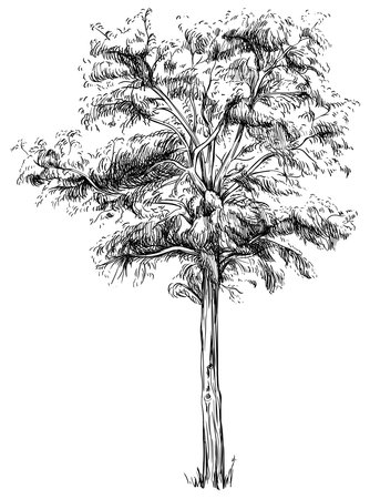 Hand drawn tree. Sketch illustration isolated on white background.のイラスト素材